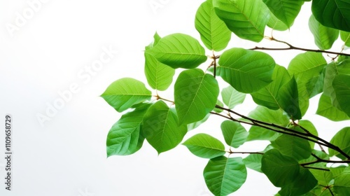 Vibrant Green Leaves Against a Bright Sky: A Stunning Display of Nature's Beauty