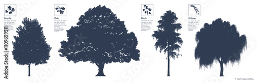 Set of trees silhouette. Infographics. Maple, Oak, Birch, Willow. High detail. Vector illustration