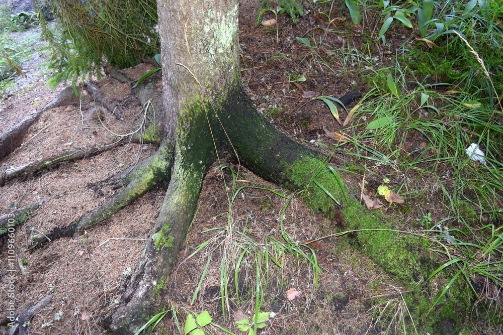 Tree roots in the Nuuksio National Park Tree roots in the Nuuksio National Park