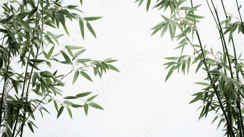 Serene Bamboo Branches Against a White Background: A Study in Green