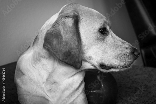 Black and white photo of an American Foxhound looking off to the side while on the couch.