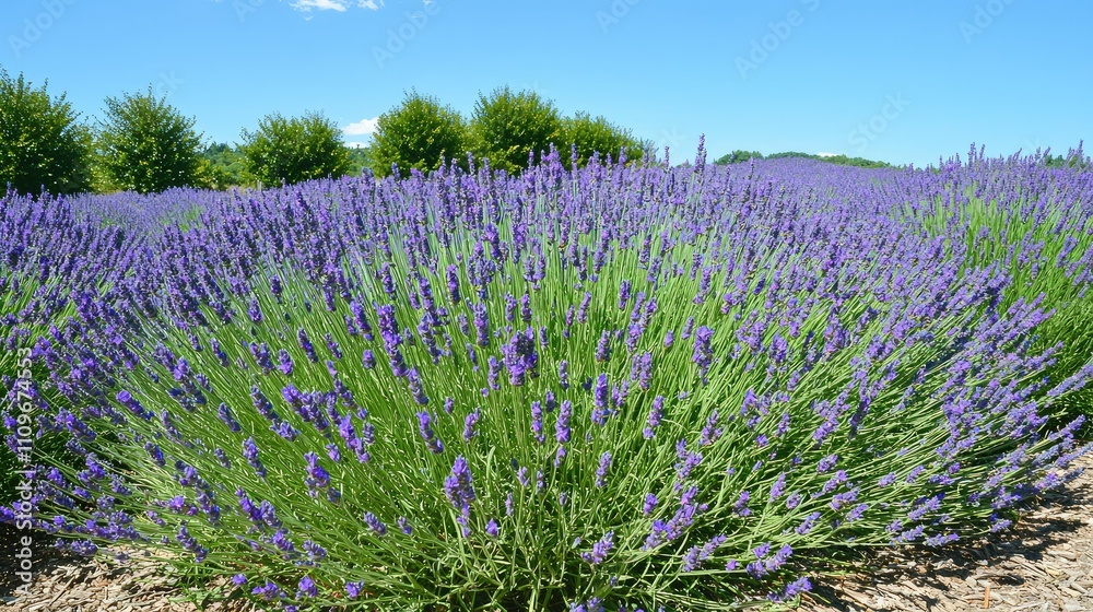 Fototapeta premium Expansive Lavender Field Under Clear Blue Sky with Lush Green Trees in the Background Creating a Serene and Tranquil Landscape Perfect for Nature Lovers