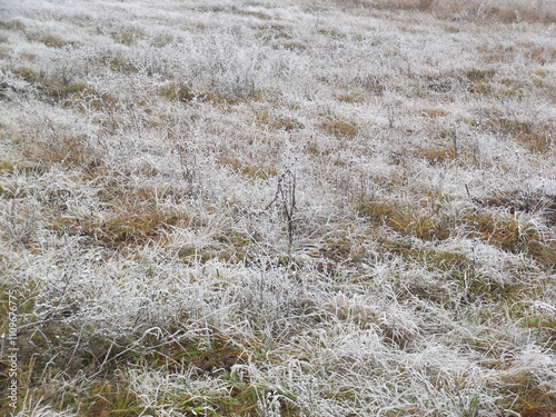 Steppe. The grass is covered with frost. photo