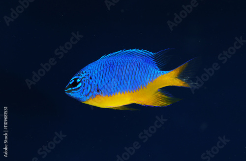Azure damselfish or half-blue demoiselle (Chrysiptera hemicyanea)