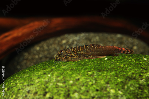 Red back Hillstream Butterfly loach  freshwater aquarium fish  photo