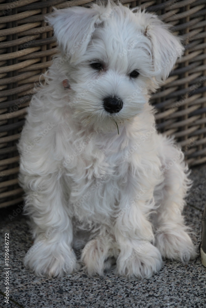 An adorable white schnauzer puppy sitting outside in front of a rattan chair An adorable white schnauzer puppy sitting outside in front of a rattan chair