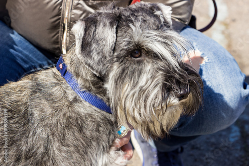 mini giant schnauzer, gray, portrait, young, dog, purebred, walk, domestic, pet, friend photo