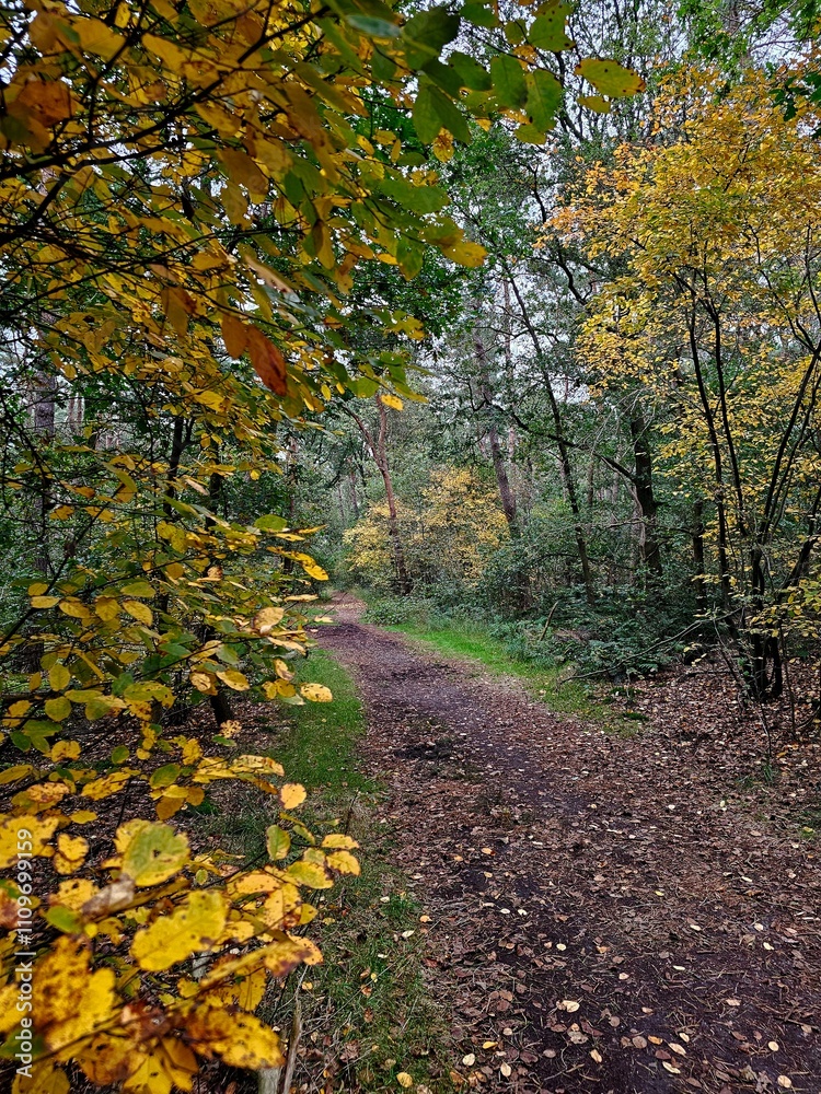 Fototapeta premium autumn in the park
