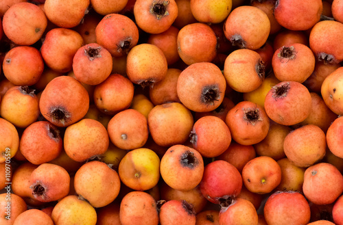 wild fruit images. photos of red hawthorn. photo