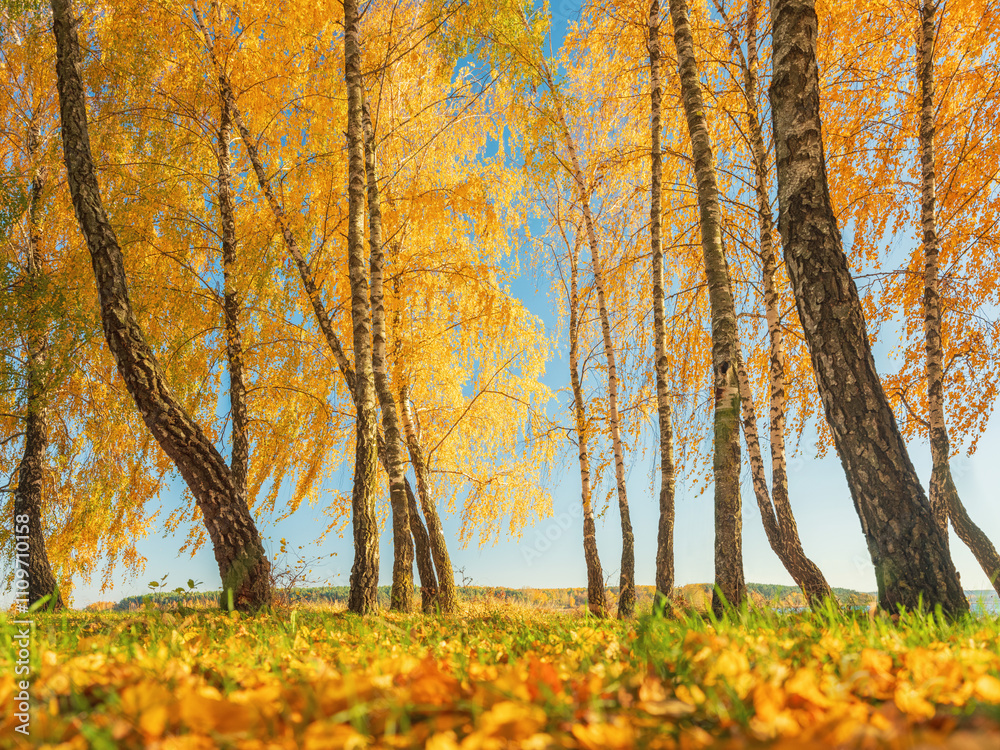 wide-angle view from ground to birches grove with golden leaves in beautiful autumn day wide-angle view from ground to birches grove with golden leaves in beautiful autumn day