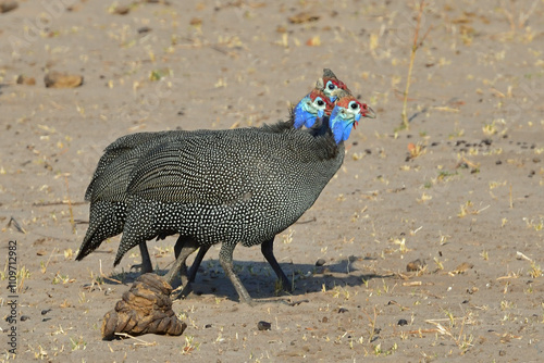 Helmeted Guineafowl photo