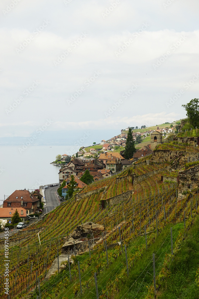 Fototapeta premium The panorama of Saint Saphorin village and Lake Geneva, Switzerland