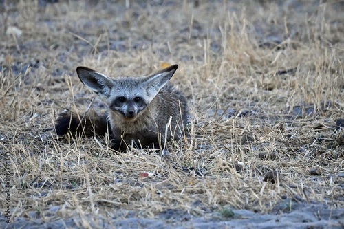 Bat-Eared Fox photo