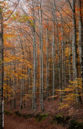 Forest of orange trees during autumn