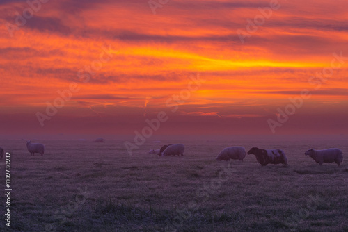 Sheep in the golden our