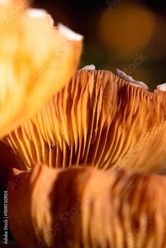 mushroom in the forest 5 photo