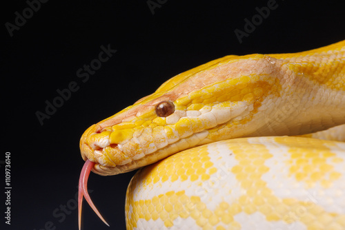 Close up of golden yellow python with tongue hanging out on black background. tree snake