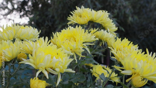 Crisantemi gialli nel giardino photo