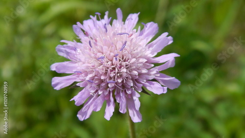 Violet flower of Field scabious, Knautia arvensis on sunny spring weather - natural floral background, close-up. Topics: beauty of nature, blossom, meadow, vegetation, flowering, macro, season, botany