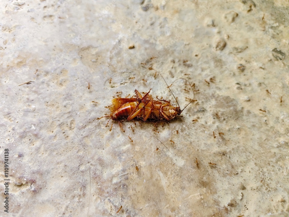 a dead cockroach surrounded by red ants a dead cockroach surrounded by red ants