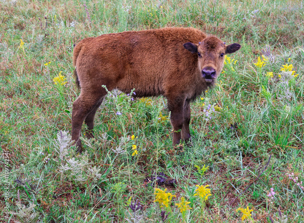Young bison calf standing in wildflower meadow. Young bison calf standing in wildflower meadow.