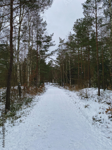 Wallpaper Mural White winter road in the Swedish forest. Walk path in the winter time. Torontodigital.ca