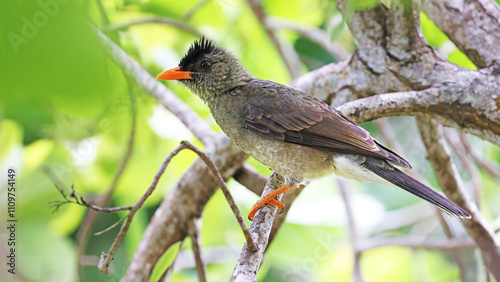 Endemic Seychelles Bulbul (Hypsipetes crassirostris) perched on a branch photo