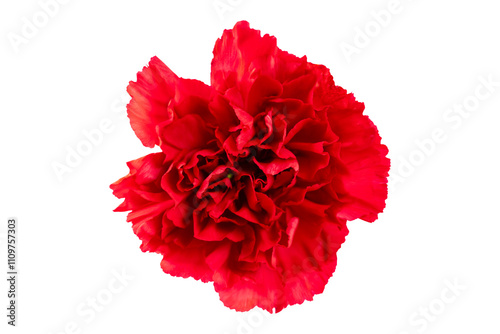 red carnation flower isolated on transparent background