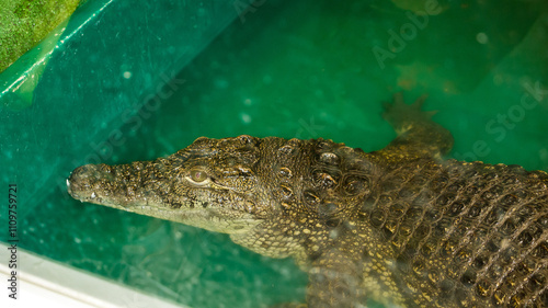 green crocodile behind glass on a crocodile farm, enclosures,  behind glass, decorations, children's center  photo