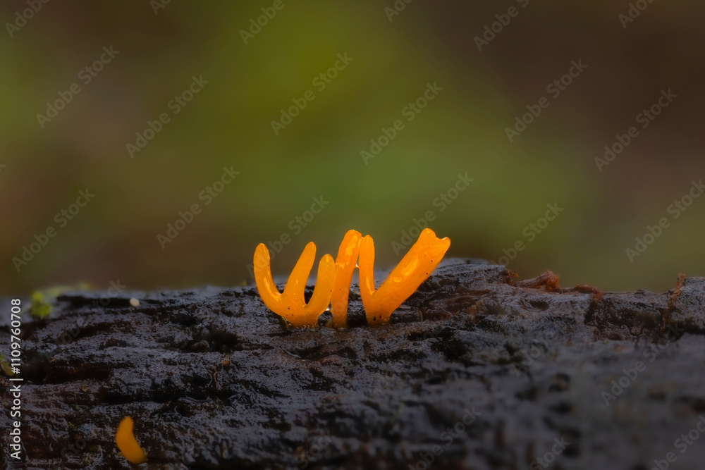 Obraz premium Mushroom. Mushrooms, one of nature's wonderful creatures. Nature background. Golden spindles. 
