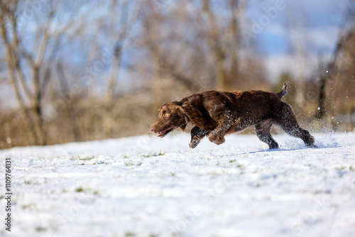 Joyful Brown Spaniel Running Through Snowy Field