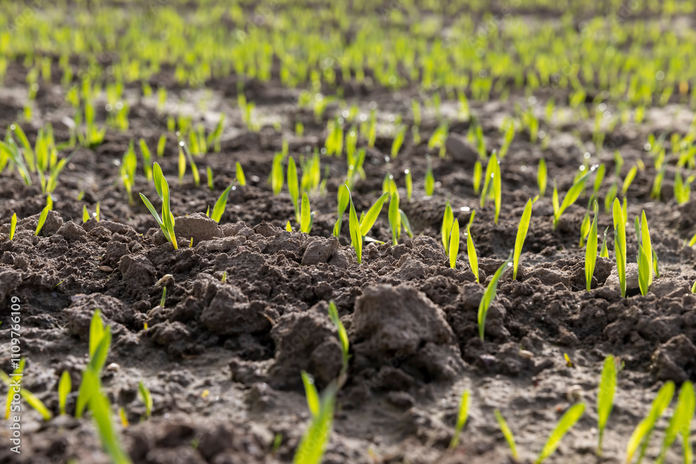 green sprouts of frost-resistant wheat, close-up green sprouts of frost-resistant wheat, close-up