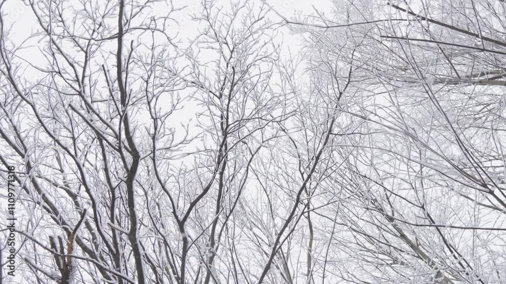 Bare winter trees rise against a snowy backdrop, creating a serene atmosphere that evokes calm and dreamlike elegance in the enchanting, frigid landscape, enhancing natures artistry Bare winter trees rise against a snowy backdrop, creating a serene atmosphere that evokes calm and dreamlike elegance in the enchanting, frigid landscape, enhancing natures artistry