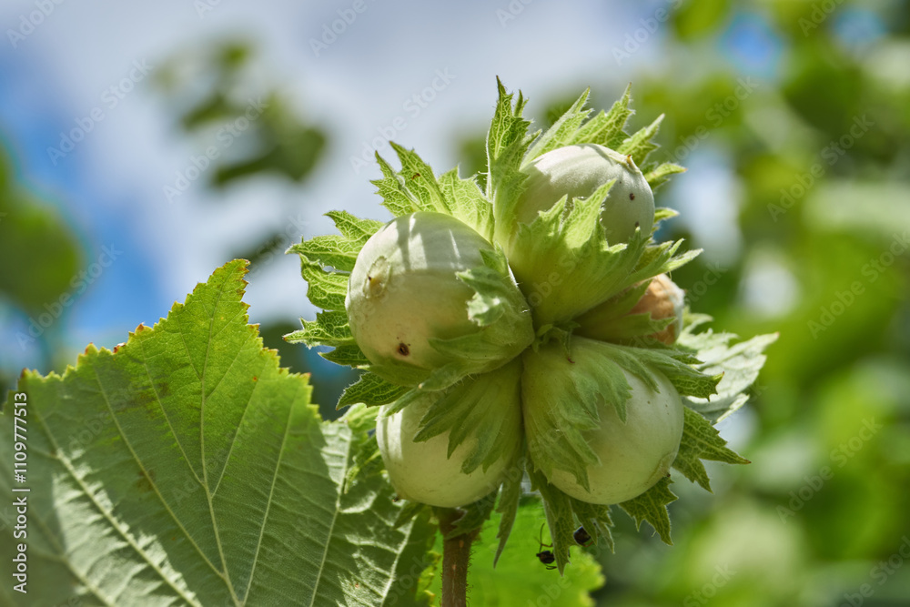 The nuts of the common hazel (lat. Corylus avellana) are ripe. Hazel (lat. Corylus) is a genus of shrubs in the Birch family. The nuts of the common hazel (lat. Corylus avellana) are ripe. Hazel (lat. Corylus) is a genus of shrubs in the Birch family.