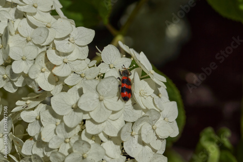 Hydrangea inflorescence (lat. Hydrangea). Close-up of a Trichodes apiarius beetle on a flowering inflorescence of hydrangea on a background of green foliage. photo