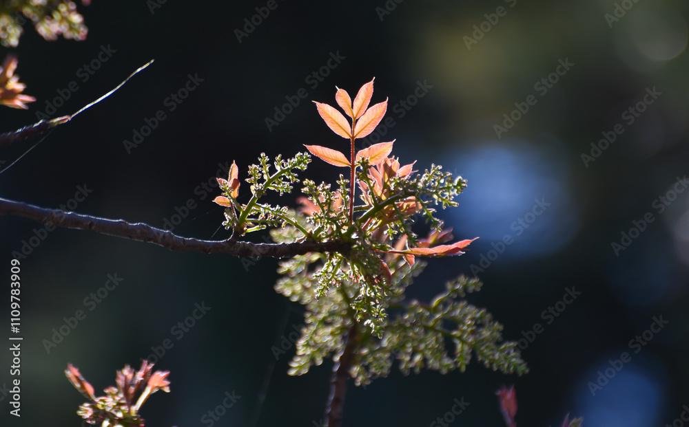 Light of leaves in a dark forest