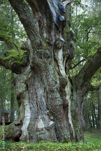 1500 Year Old Stelmuze Oak Tree, The Oldest Tree In Lithuania