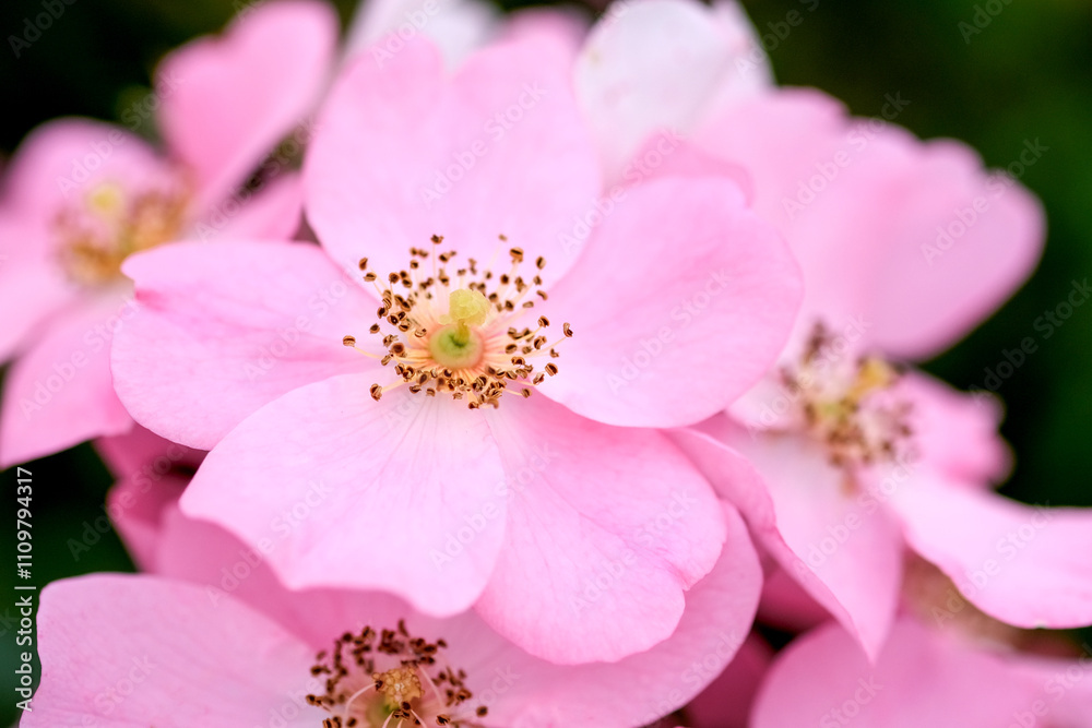 Macro focus of Floribunda Pink Flowers. Macro blooming pink rose close up. Pink rose head blooming. Selective focus, soft bokeh, pastel colors Macro focus of Floribunda Pink Flowers. Macro blooming pink rose close up. Pink rose head blooming. Selective focus, soft bokeh, pastel colors