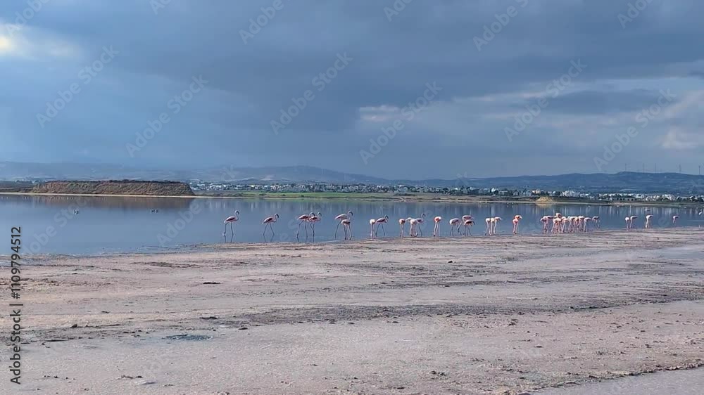 Pink Flamingos on Salt Lake Larnaca Cyprus lagoon Mediterranean Pink Flamingos on Salt Lake Larnaca Cyprus lagoon Mediterranean