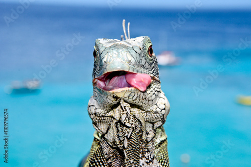 Funny Iguana
