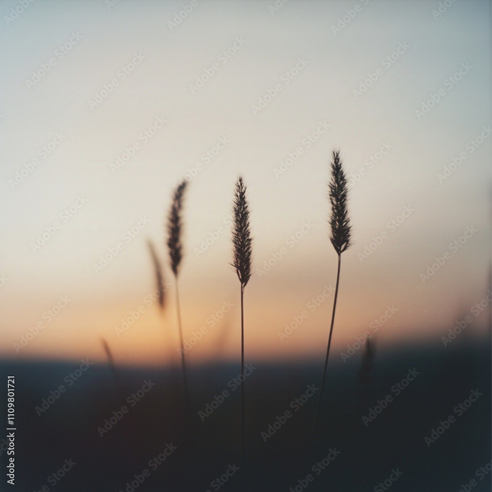 abstract, minimalism, blurred, macro of a prairie, a bunch of dark grasses in front, dawn abstract, minimalism, blurred, macro of a prairie, a bunch of dark grasses in front, dawn