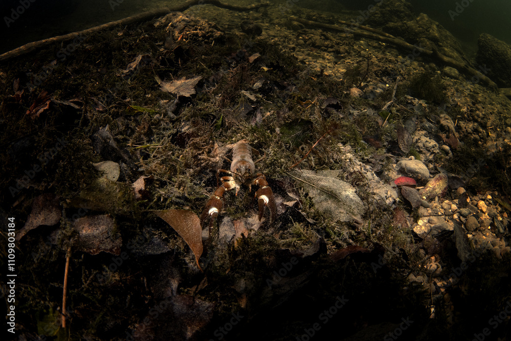 Signal crayfish on the bottom in the Traum river. Crayfish in the river. European wildlife. Signal crayfish on the bottom in the Traum river. Crayfish in the river. European wildlife.