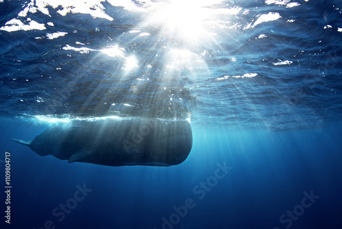 Sperm whales breathing on the surface. Huge whales in blue ocean. Swimming with physeter macrocephalus in Indian ocean. photo