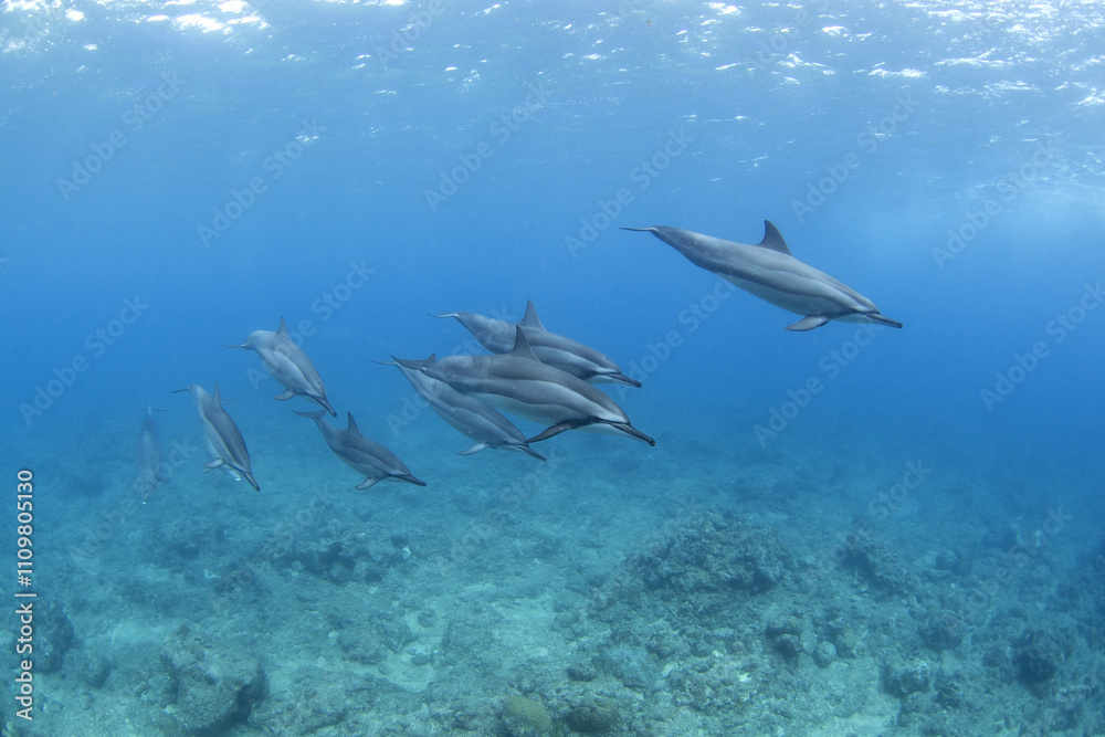 Swimming with spinner dolphin on the Mauritius island. Playful dolphins in the Indian ocean. Marine life in ocean. Swimming with spinner dolphin on the Mauritius island. Playful dolphins in the Indian ocean. Marine life in ocean.