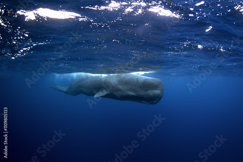 Sperm whales breathing on the surface. Huge whales in blue ocean. Swimming with physeter macrocephalus in Indian ocean.