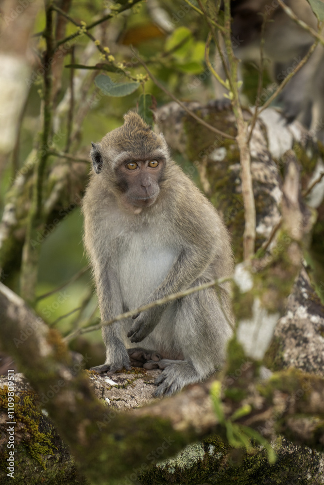 Crab eating macaque is hiding on the tree. Invasive macaque on the Mauritius island. Troop of monkey is looking for fruits on in the forest. Crab eating macaque is hiding on the tree. Invasive macaque on the Mauritius island. Troop of monkey is looking for fruits on in the forest.