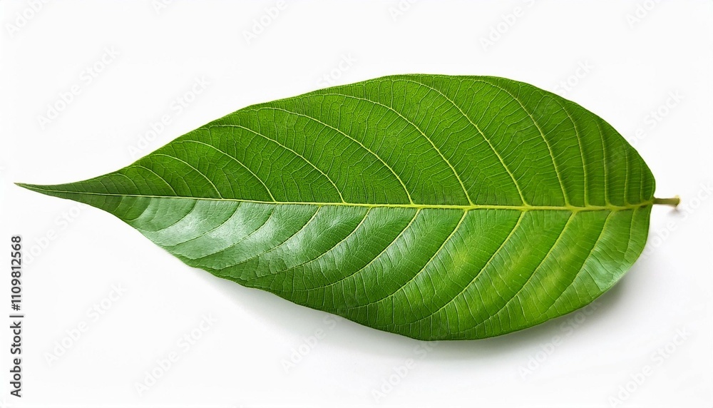 Obraz premium green leaf isolated on white background plant foliage nature botany flora