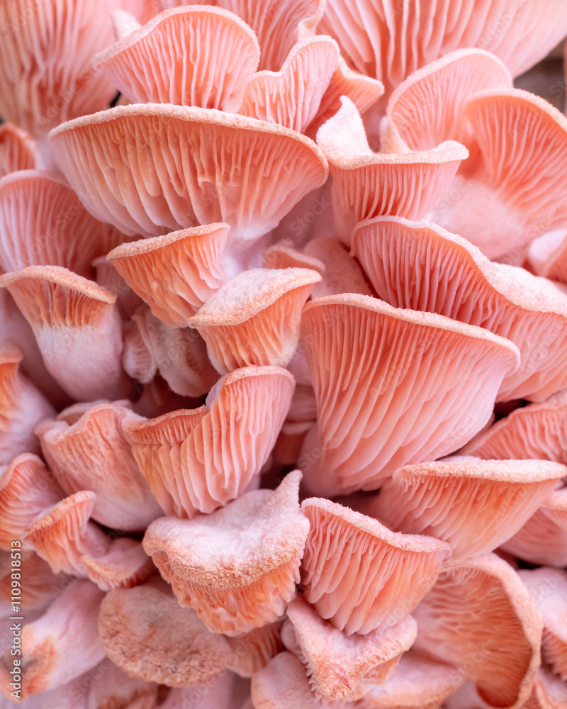 Pink oyster mushrooms close up shot Pink oyster mushrooms close up shot