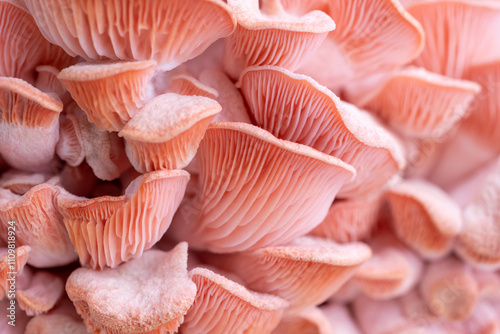 Pink oyster mushrooms close up shot