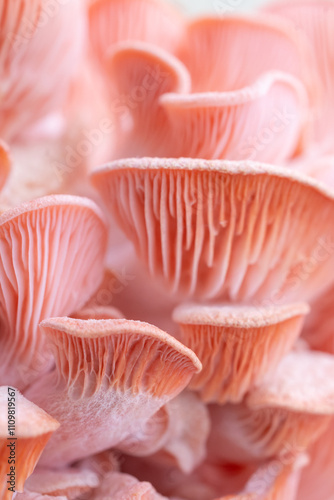 Pink oyster mushrooms close up shot photo